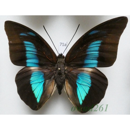 Archaeoprepona meander (Cramer, 1775) Peru 88mm71a